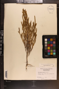 Salicornia bigelovii image