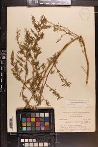 Chenopodium album var. missouriense image