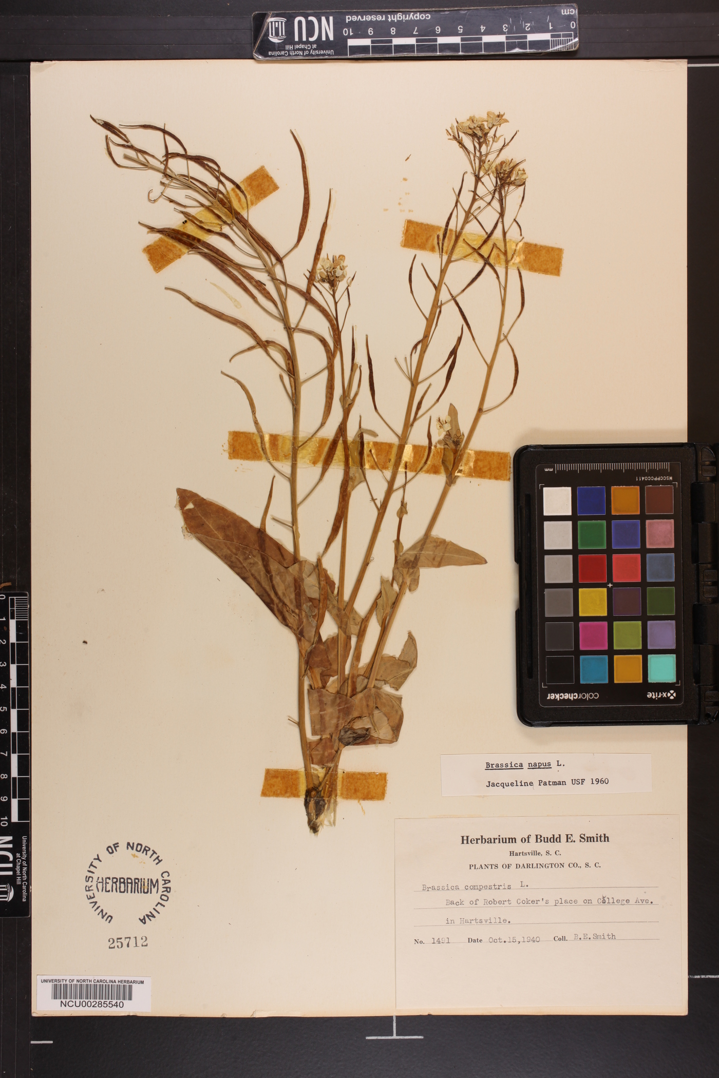 Brassica napus image
