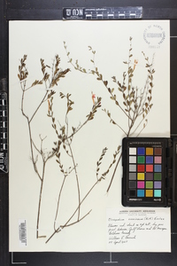 Clinopodium coccineum image