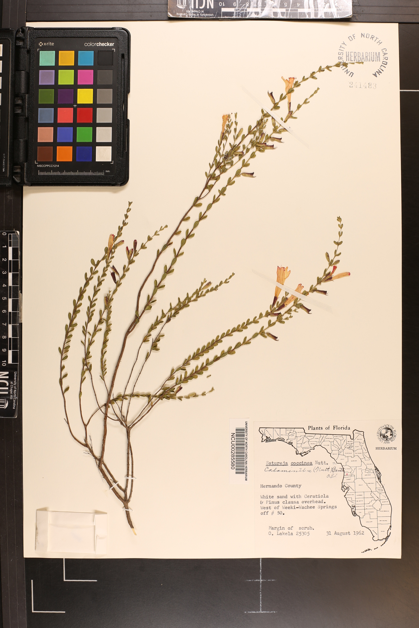 Clinopodium coccineum image