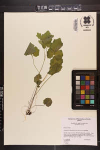 Cardamine flagellifera image