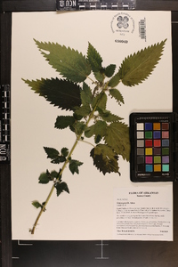 Urtica gracilis image