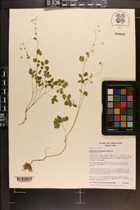 Thalictrum arkansanum image