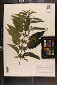 Urtica gracilis image