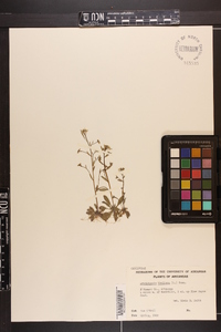 Arabidopsis thaliana image