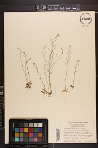 Arabidopsis thaliana image