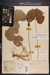 Jeffersonia diphylla image