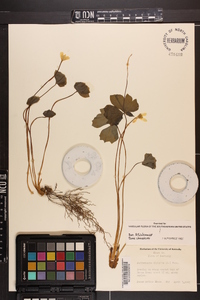 Jeffersonia diphylla image