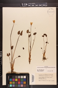 Jeffersonia diphylla image