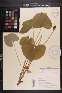 Jeffersonia diphylla image