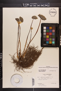 Jeffersonia diphylla image