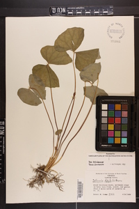 Jeffersonia diphylla image