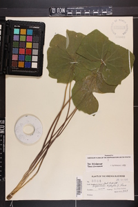 Jeffersonia diphylla image