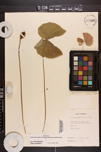 Jeffersonia diphylla image