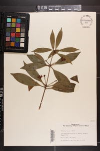 Illicium henryi image