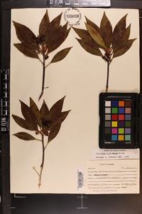 Illicium floridanum image