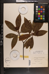 Illicium floridanum image