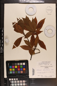 Illicium floridanum image