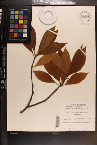 Illicium floridanum image