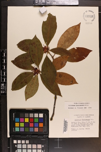 Illicium floridanum image