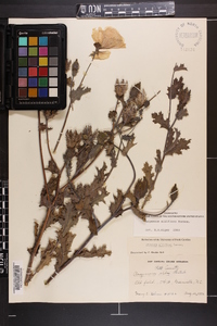 Argemone albiflora image