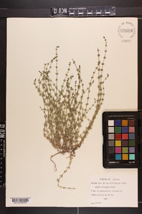 Galium virgatum image