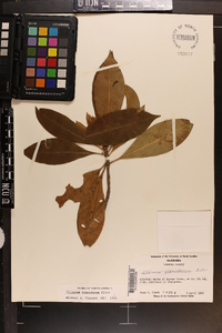 Illicium floridanum image