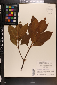 Illicium floridanum image