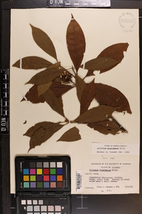 Illicium floridanum image