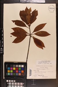 Illicium floridanum image