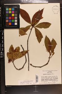 Illicium floridanum image