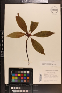 Illicium floridanum image