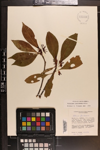 Illicium floridanum image