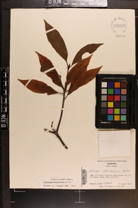 Illicium floridanum image