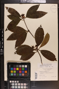 Illicium floridanum image