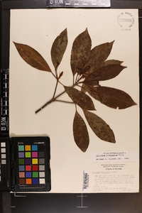 Illicium floridanum image