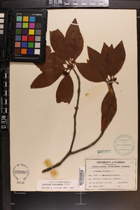 Illicium floridanum image