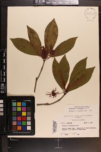 Illicium floridanum image