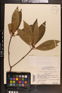 Illicium floridanum image