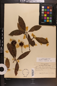 Illicium floridanum image