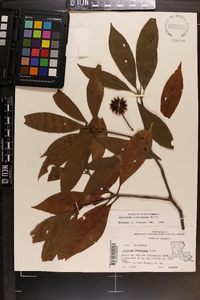 Illicium floridanum image