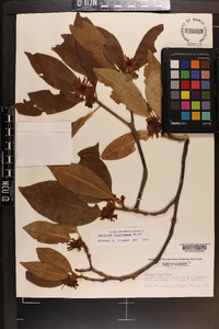 Illicium floridanum image