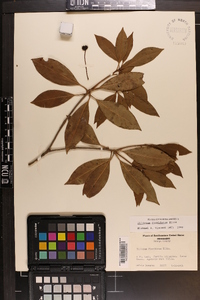 Illicium floridanum image