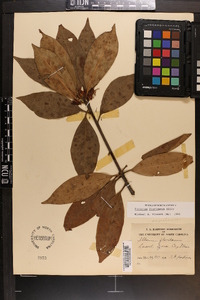 Illicium floridanum image