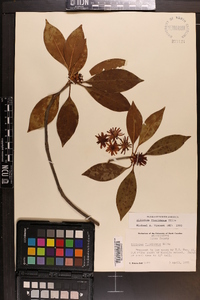 Illicium floridanum image