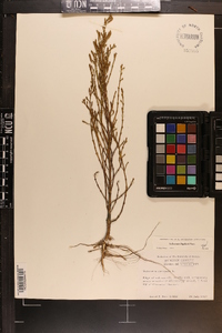 Salicornia bigelovii image