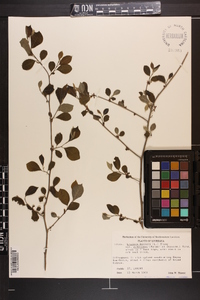 Lindera benzoin var. pubescens image