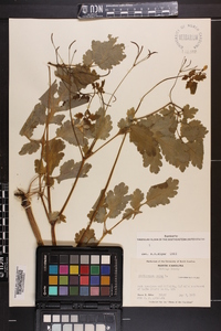 Chelidonium majus image