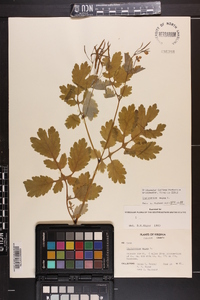 Chelidonium majus image